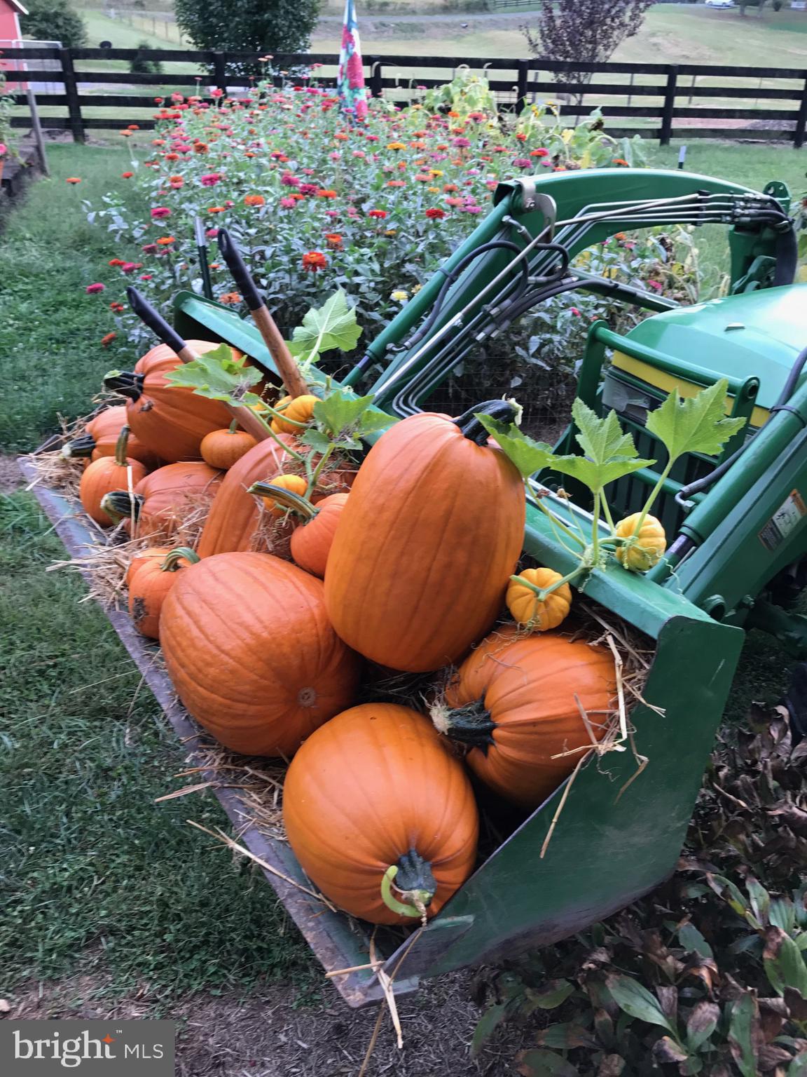 317 Aaron Mountain Road Castleton, VA 22716 - Photo 52 of 65 Harvest Time !