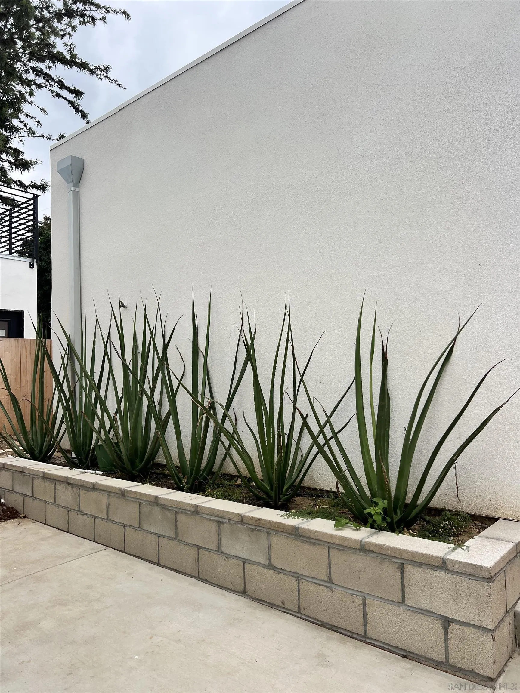 3653 Wilson Avenue San Diego, CA 92104 - Photo 12 of 60 a view of a potted plant in a yard