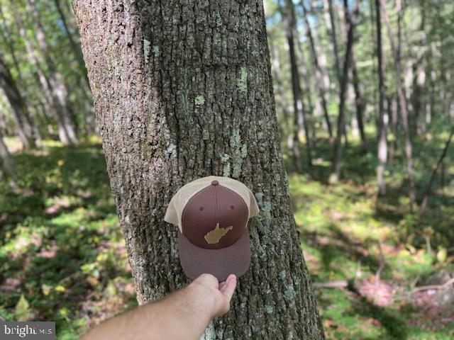 Tbd Simpson Road Belington, WV 26250 - Photo 15 of 35