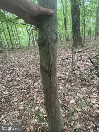 $125,000 | Tbd Simpson Road, Belington, WV 26250