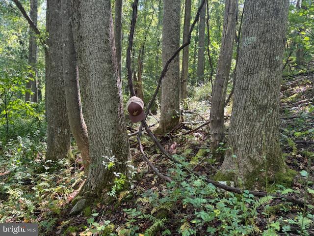 Tbd Simpson Road Belington, WV 26250 - Photo 5 of 35