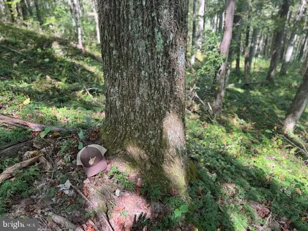 $125,000 | Tbd Simpson Road, Belington, WV 26250