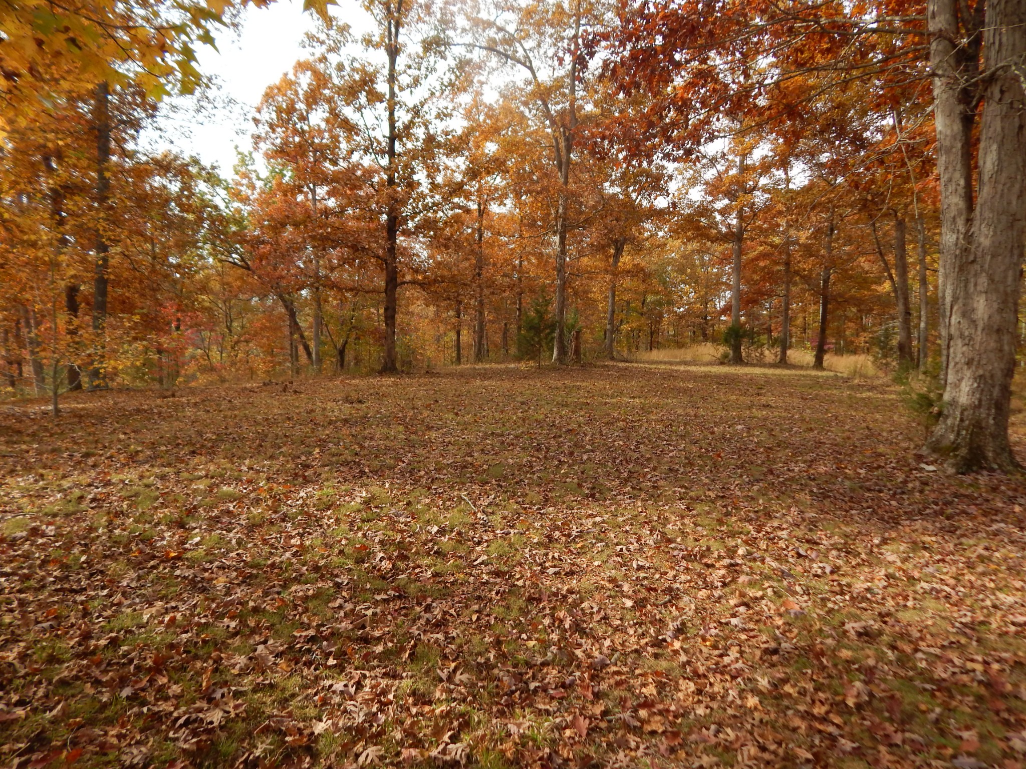 314 Cottrell Ridge Road Dover, TN 37058 - Photo 14 of 58 Gallery Image 14