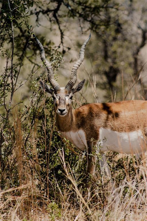Lot 12 Ridgeway Trail Johnson City, TX 78636 - Photo 26 of 26