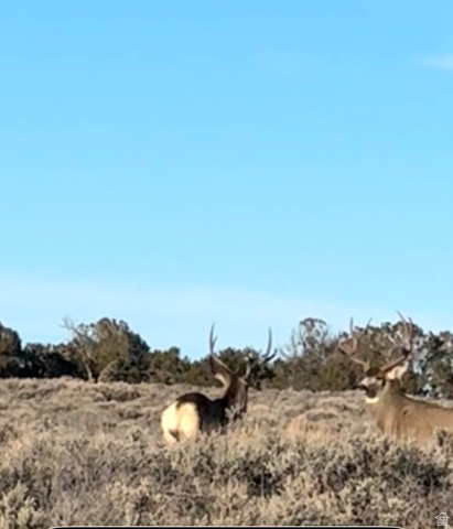 389 North Old Summit Road, Unit 19 Monticello, UT 84535 - Photo 8 of 19 Deer close by property