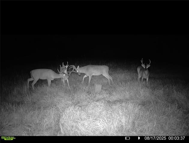 Tract C Boomerang Road Amite, LA 70422 - Photo 8 of 24