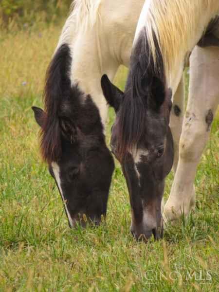 2920 Minton Road Hamilton, OH 45013 - Photo 9 of 39 horses