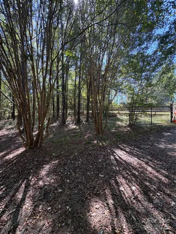 a view of a forest with trees in the background