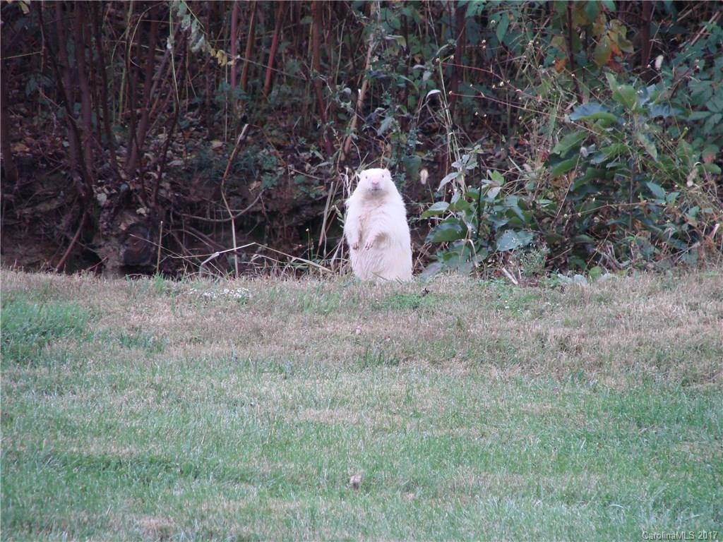 0 Old Dummy Line Road Balsam, NC 28707 - Photo 6 of 7 Gallery Image 6