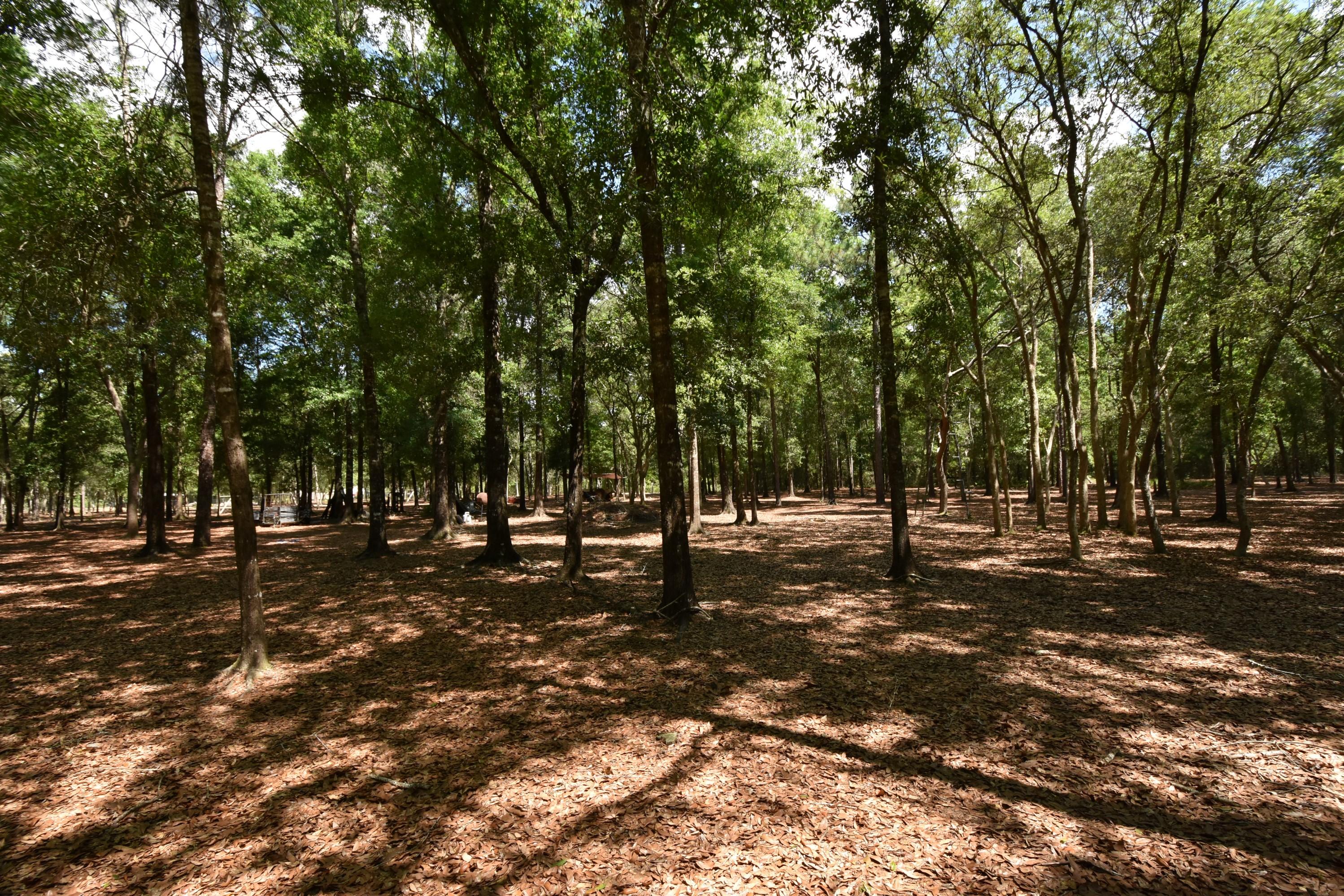 1421 Thunder Ridge Road Holt, FL 32564 - Photo 13 of 18 1421 Thunder Ridge 13