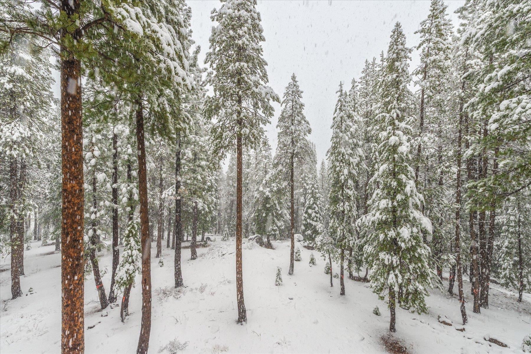 11685 Baden Road Truckee, CA 96161 - Photo 8 of 28