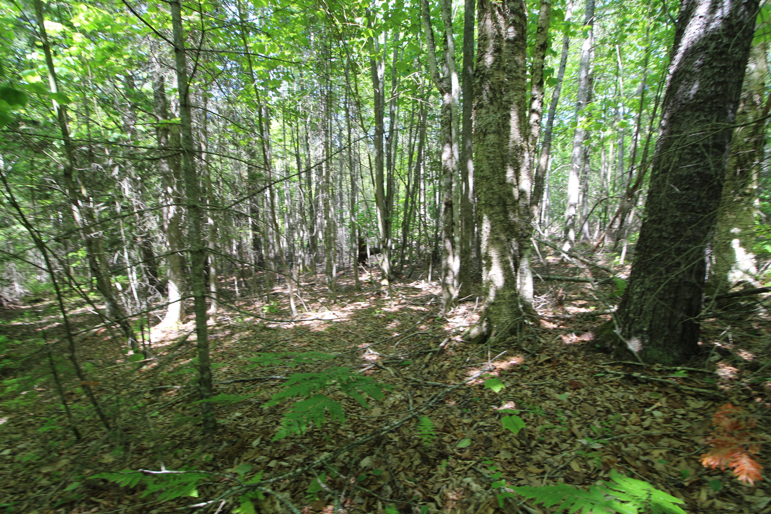 0 Heagan Mountain Road Prospect, ME 04981 - Photo 8 of 22 IMG_9720