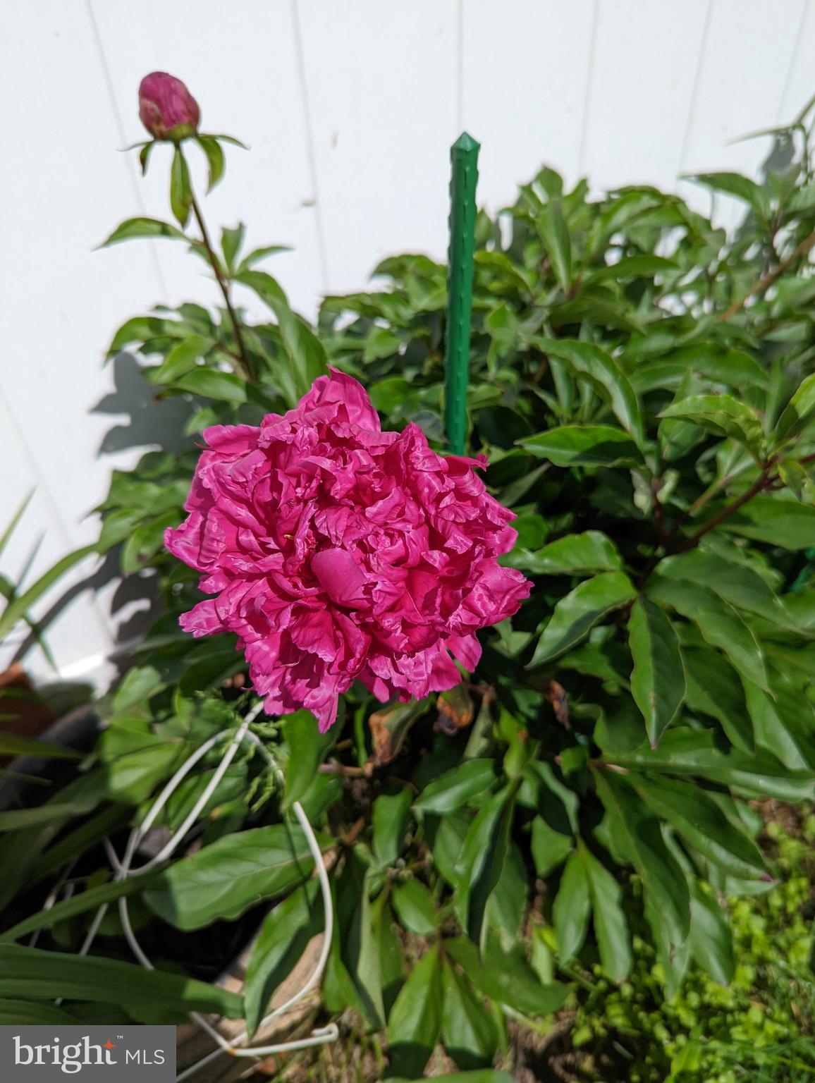 4025 Edgewood Road Baltimore, MD 21215 - Photo 21 of 24 Garden