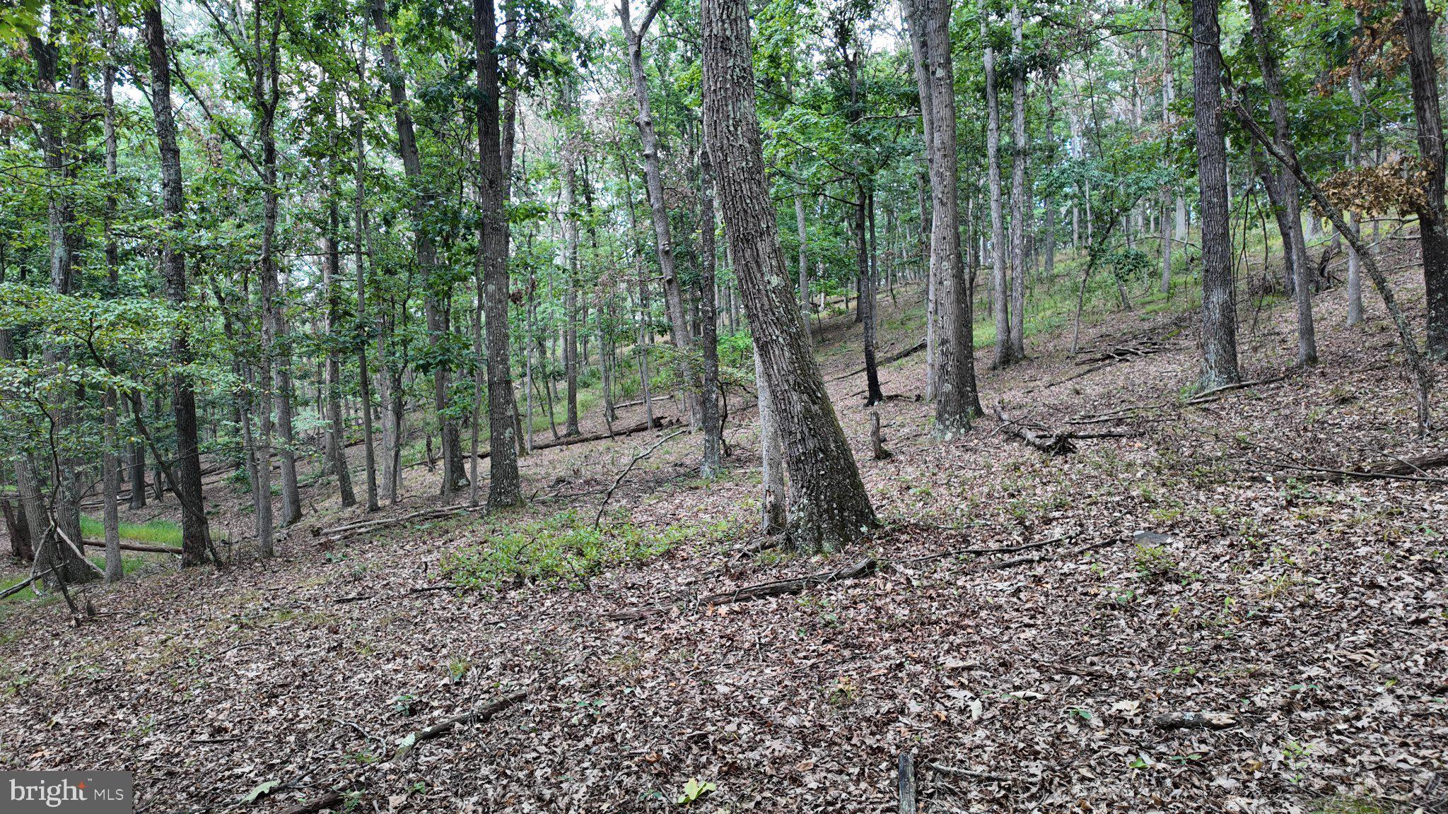 29-acres 29-acres Gaither Road Great Cacapon, WV 25422 - Photo 41 of 45 Gallery Image 41