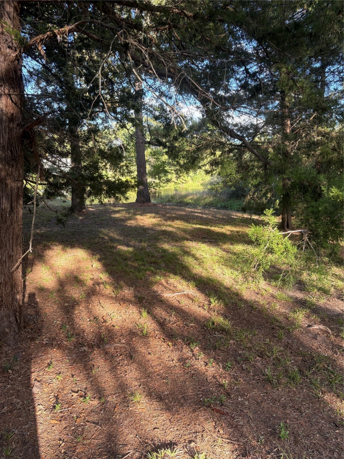 0 Moose Drive Hempstead, TX 77445 - Photo 8 of 16 a view of yard with trees