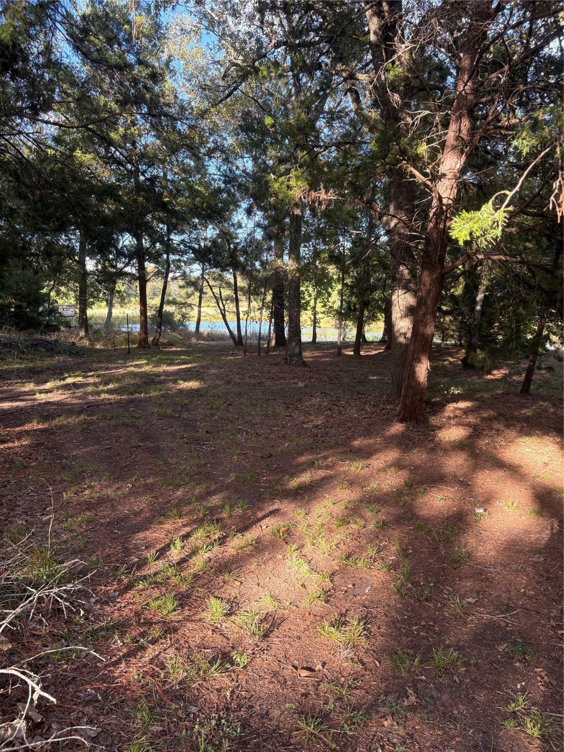 0 Moose Drive Hempstead, TX 77445 - Photo 9 of 16 a view of dirt yard with a large tree