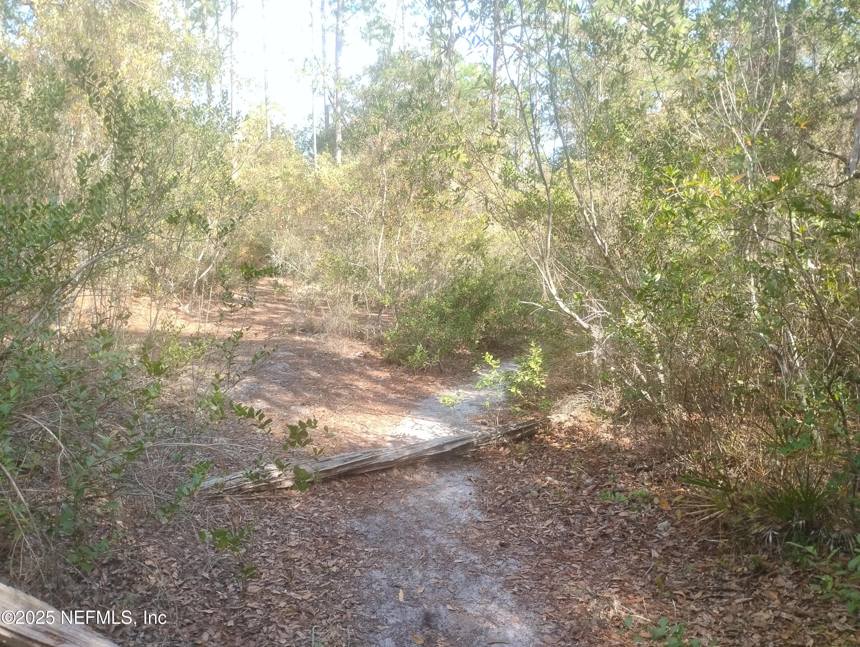 5812 Bryce Street Keystone Heights, FL 32656 - Photo 5 of 6 a view of a yard with a tree