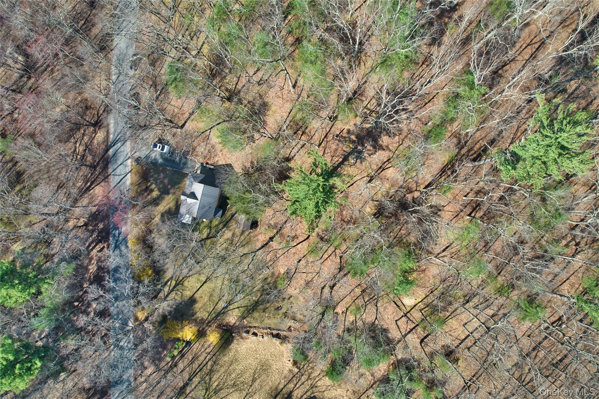 1193 S Road Wurtsboro, NY 12790 - Photo 12 of 41 a view of a forest with a tree