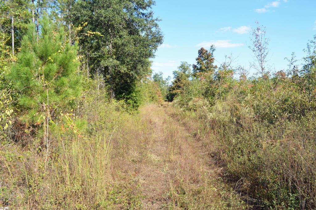 0 Greenhouse Road Gordon, AL 36343 - Photo 20 of 38