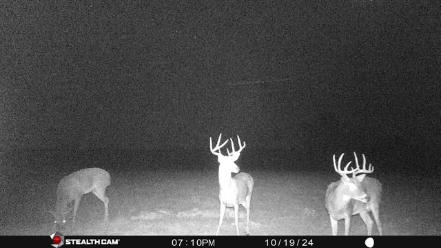 18601 County Road 214 Brookesmith, TX 76827 - Photo 38 of 39 Deer