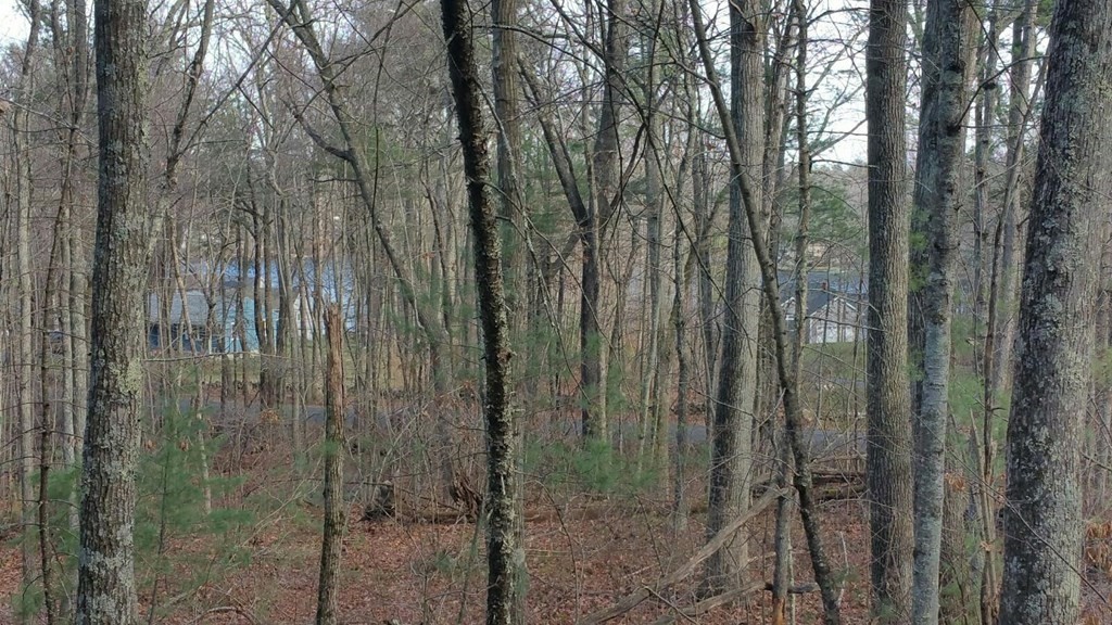 Lot 1 Daniels Road Charlton, MA 01507 - Photo 3 of 11 a view of a forest