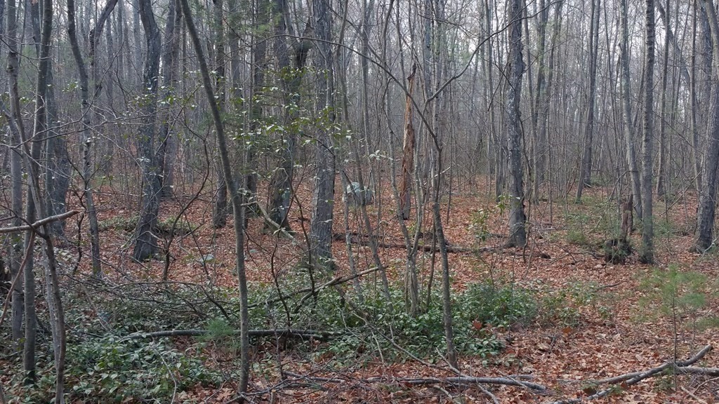Lot 1 Daniels Road Charlton, MA 01507 - Photo 4 of 11 a view of a yard with large trees and wooden fence