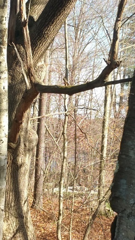 Lot 1 Daniels Road Charlton, MA 01507 - Photo 9 of 11 a view of trees and pathway