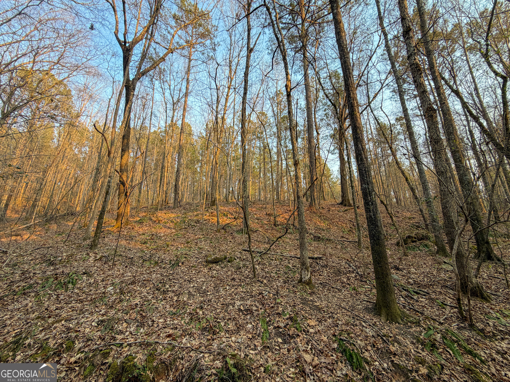 117 Acres On Mccosh Mill Road Franklin, GA 30217 - Photo 15 of 24