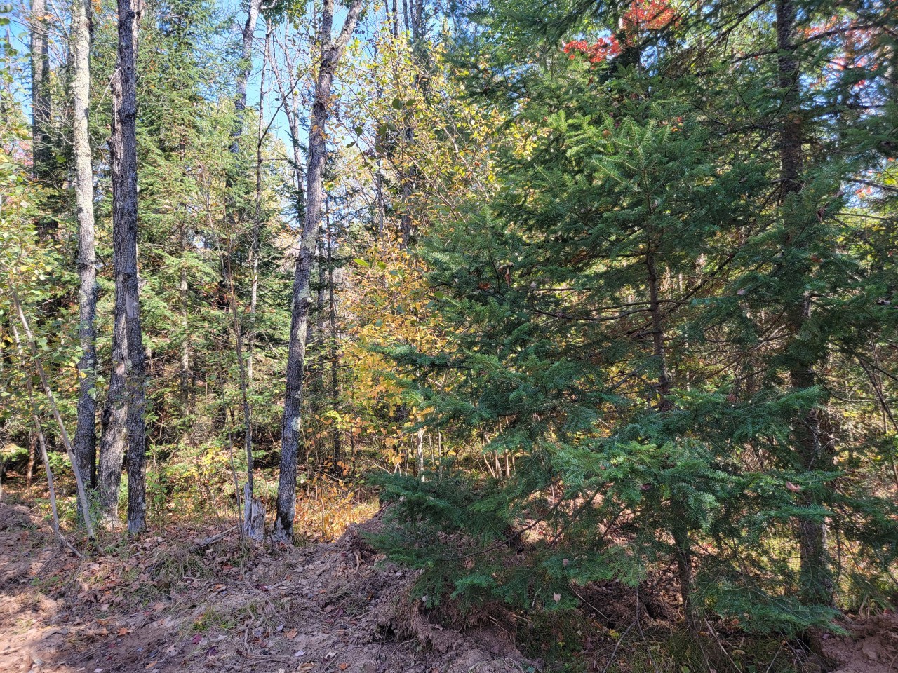 3789 West Indian Way Road Winter, WI 54896 - Photo 21 of 23
