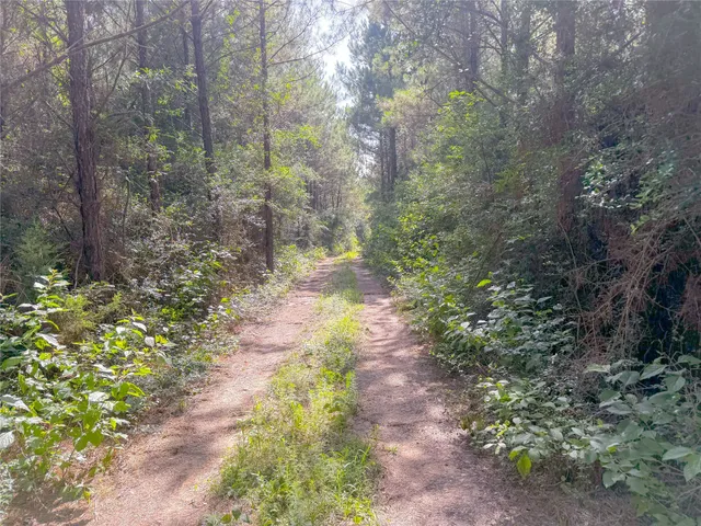 a view of a pathway both side of yard