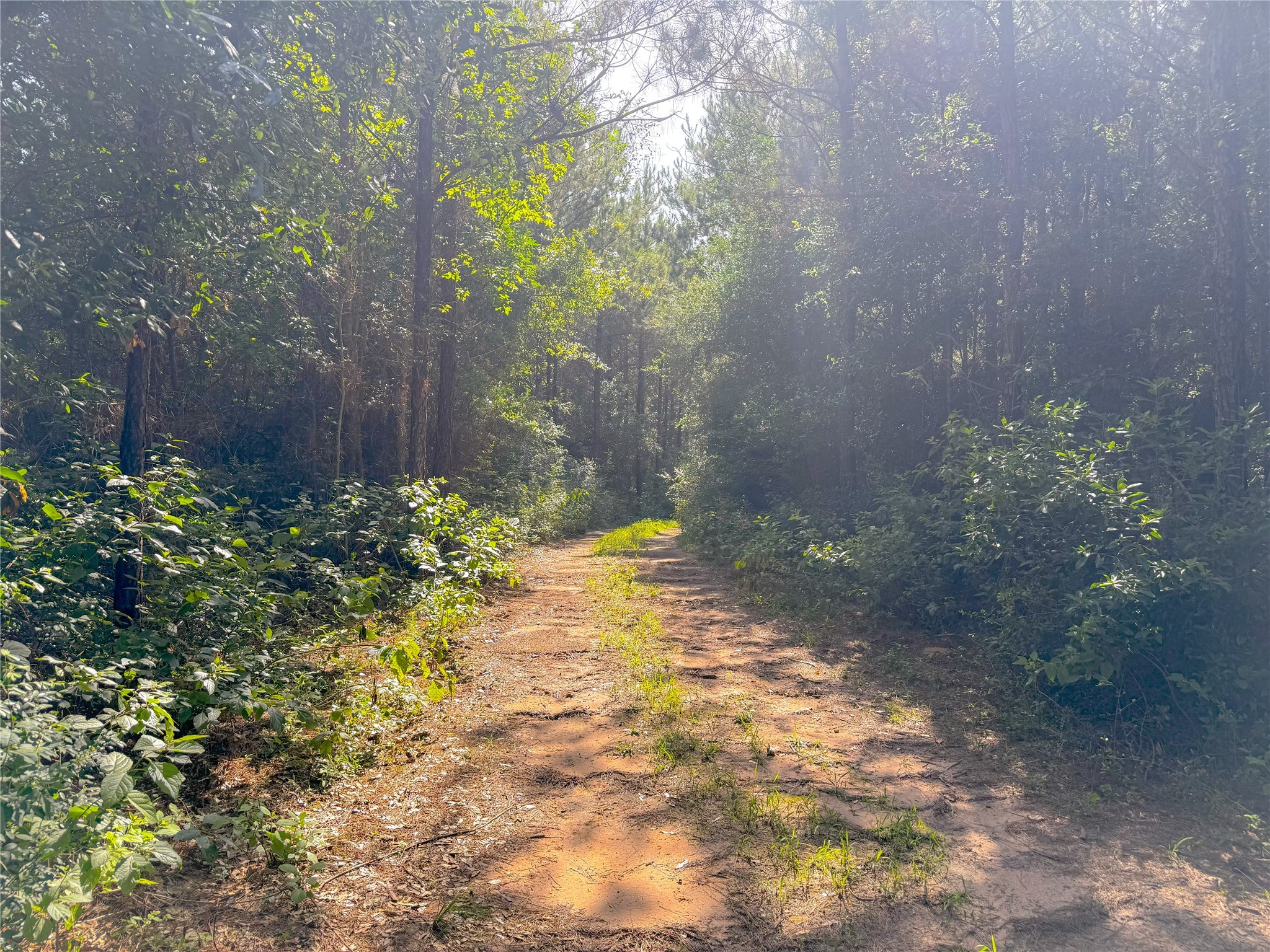 0 County Road 2650 Livingston, TX 77351 - Photo 2 of 7 a view of a yard with plants and tree