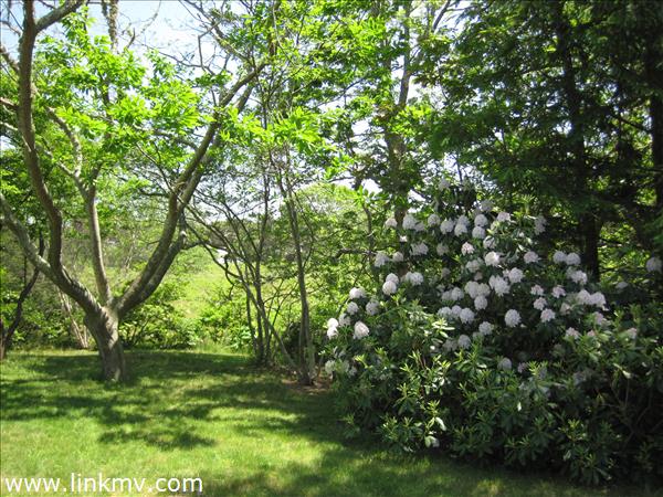 52 Waterview Road Oak Bluffs, MA 02557 - Photo 16 of 20 Back yard in blossom