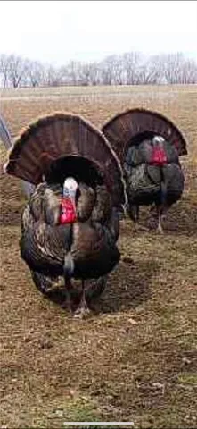 $1,500,000 | 548 Kingman Road, Quenemo, KS 66528