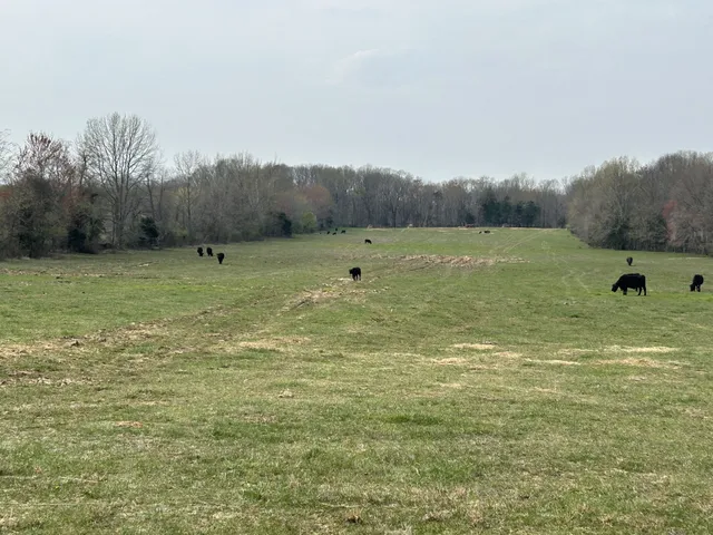 a view of a lake with trees in the background
