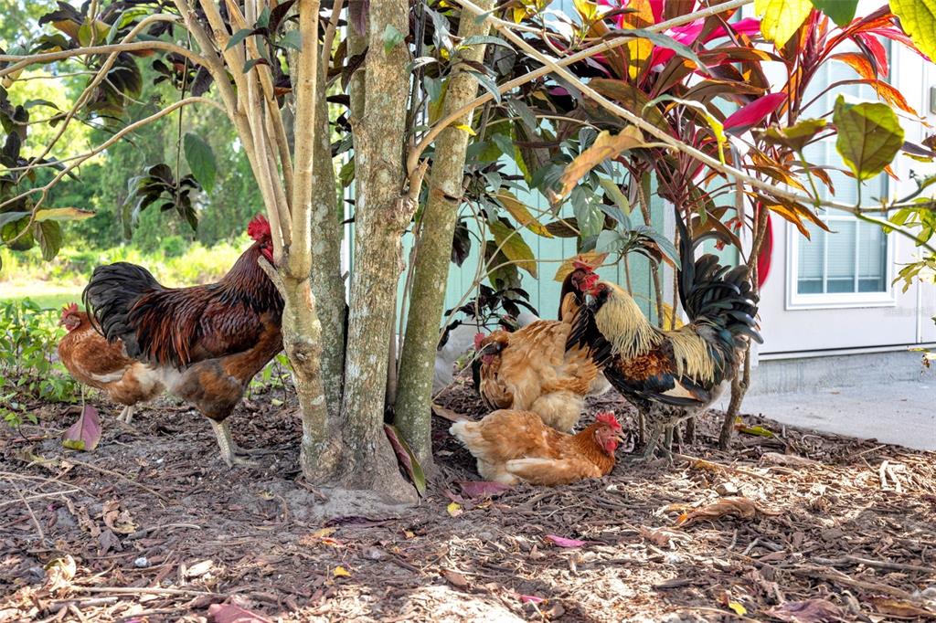 3535 Moores Lake Road Dover, FL 33527 - Photo 71 of 85 Chickens and roosters!