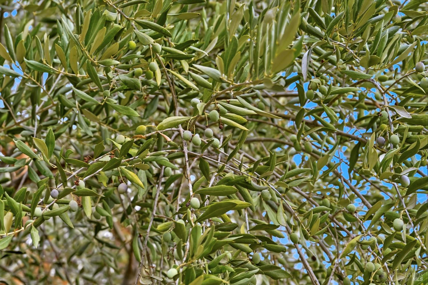 31000 Pine Mountain Road Cloverdale, CA 95425 - Photo 53 of 64