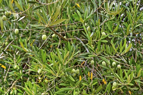 $1,875,000 | 31000 Pine Mountain Road, Cloverdale, CA 95425