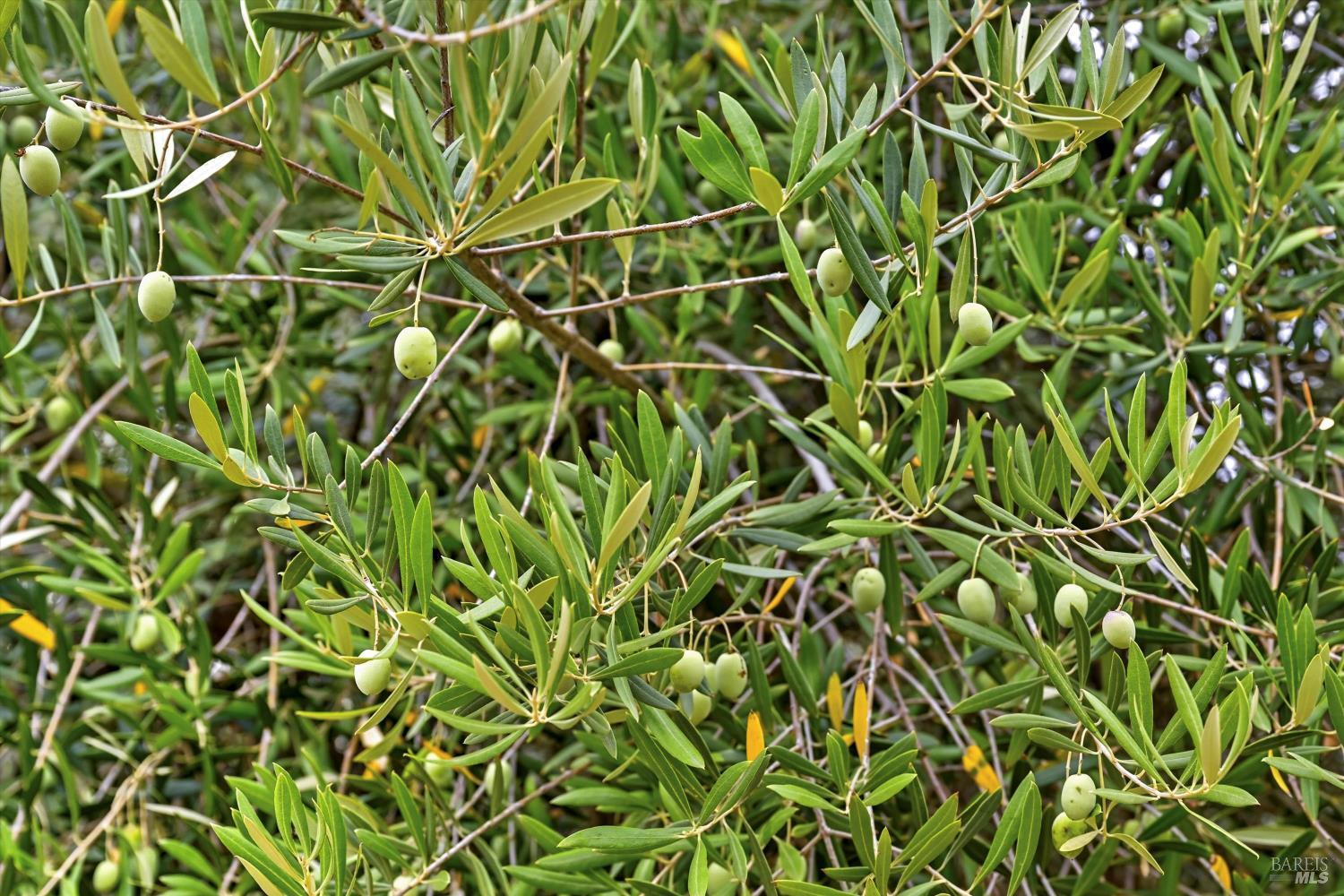 31000 Pine Mountain Road Cloverdale, CA 95425 - Photo 54 of 64