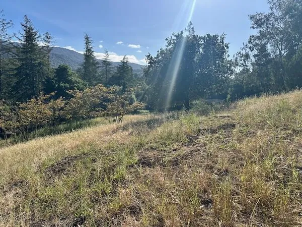 a view of a yard with a tree