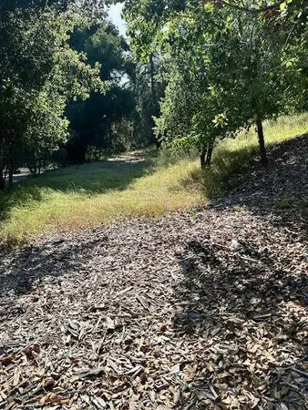 a view of a yard with plants and large trees