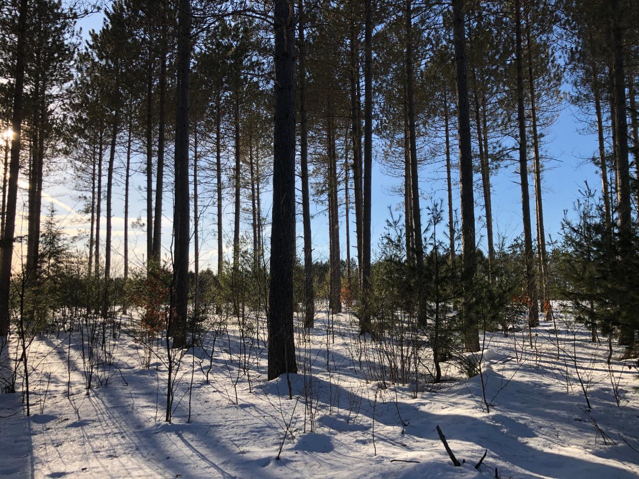 Nine Camp 9 Road Minocqua, WI 54548 - Photo 2 of 17 Gallery Image 2