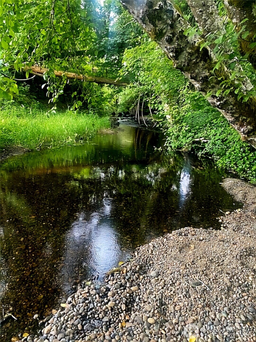 55 Church Road McCleary, WA 98557 - Photo 6 of 40 a backyard of a house with a garden