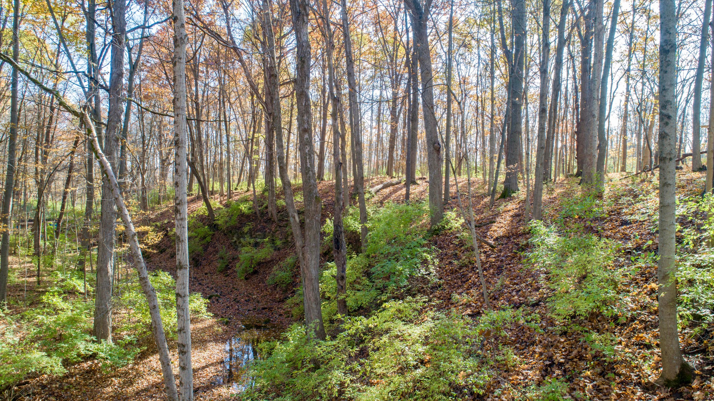 3880 Fry Road Ostrander, OH 43061 - Photo 59 of 82 This ravine is stunning!