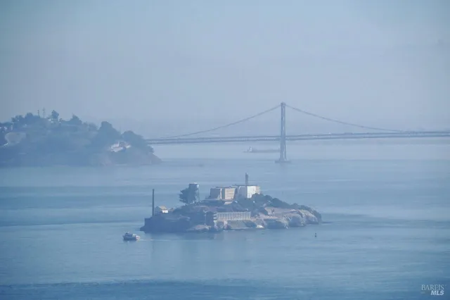 a view of backyard with potted plants and a palm tree
