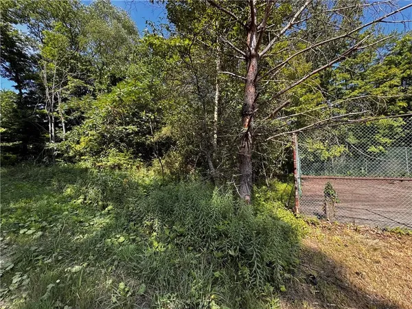 a view of a yard with plants and large trees