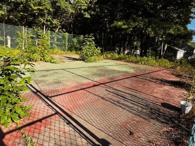 a view of a yard with plants and large trees