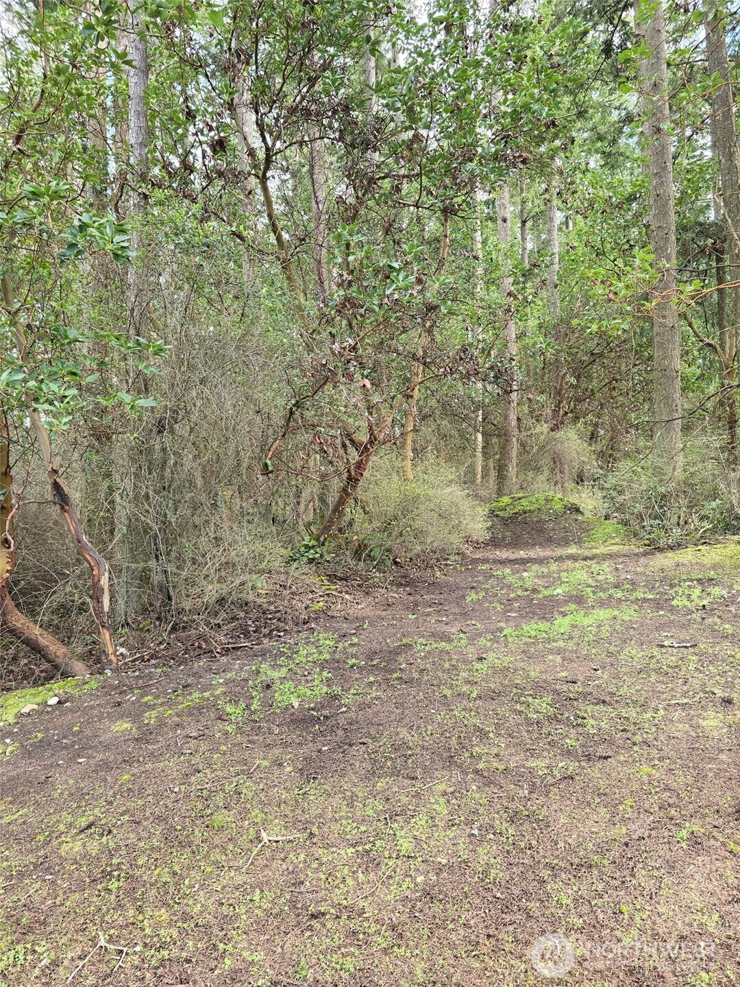 1012 North Scenic Heights Road Oak Harbor, WA 98277 - Photo 14 of 25 a view of a yard with a tree