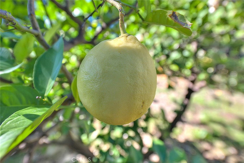 9828 Flying Mane Rancho Cucamonga, CA 91737 - Photo 74 of 75