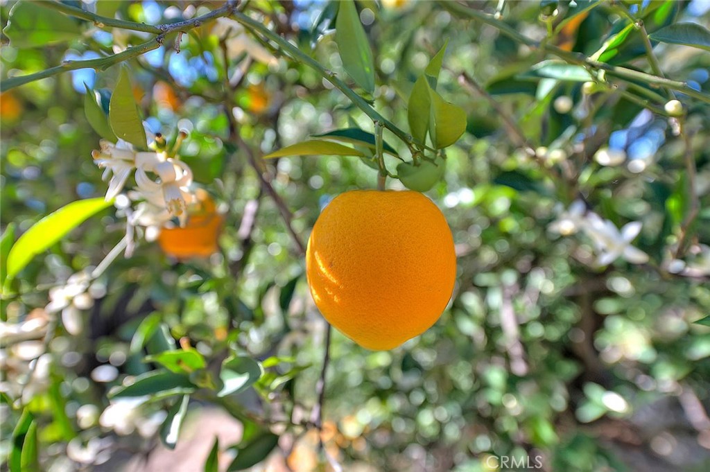 9828 Flying Mane Rancho Cucamonga, CA 91737 - Photo 75 of 75