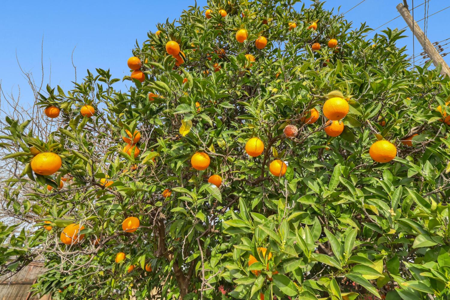 700 Elefa Street Roseville, CA 95678 - Photo 40 of 55